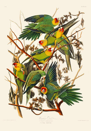 Caroline Parakeet Animal Print | Farbenfroher Vogelprint | Handgefertigt in Berlin