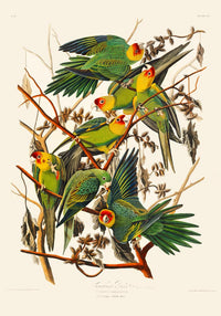 Caroline Parakeet Animal Print – Handmade in Berlin — Ansicht 3