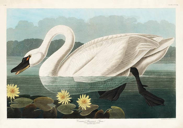 Common American Swan Art Print – Art Print Patroa Studio — Ansicht 3