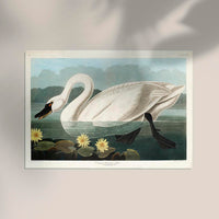 Common American Swan Art Print – Art Print Patroa Studio — Ansicht 2