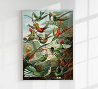 Birds of Paradise by Ernst Haeckel Poster – Naturwissenschaft trifft Ästhetik, handgefertigt Berlin — Ansicht 1