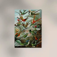 Birds of Paradise by Ernst Haeckel Poster – Naturwissenschaft trifft Ästhetik, handgefertigt Berlin — Ansicht 3