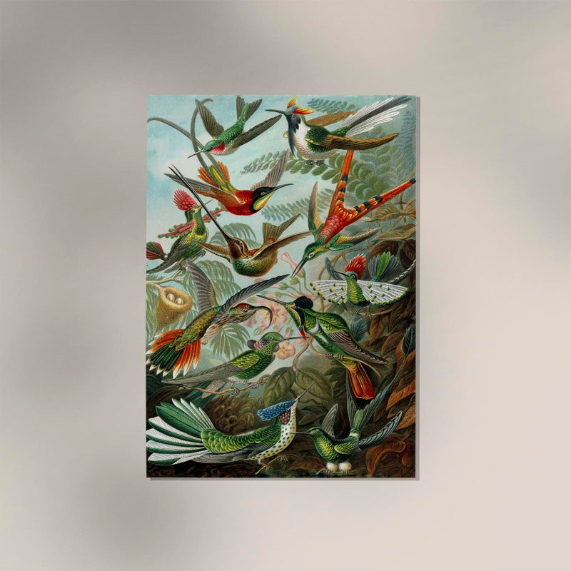 Birds of Paradise by Ernst Haeckel Poster – Naturwissenschaft trifft Ästhetik, handgefertigt Berlin — Ansicht 3