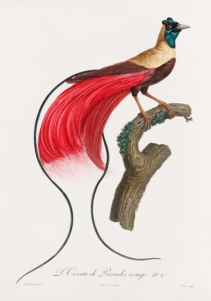 Patroa Studio Set Birds – 2er Kunstdruck Set — Ansicht 4
