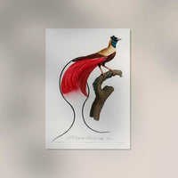 Red Bird of Paradise Animal Print Poster – Handgedruckt Berlin — Ansicht 2