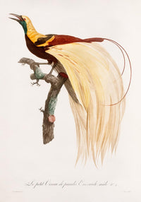 Little Bird of Paradise Animal Print Poster – Patroa Studio — Ansicht 3