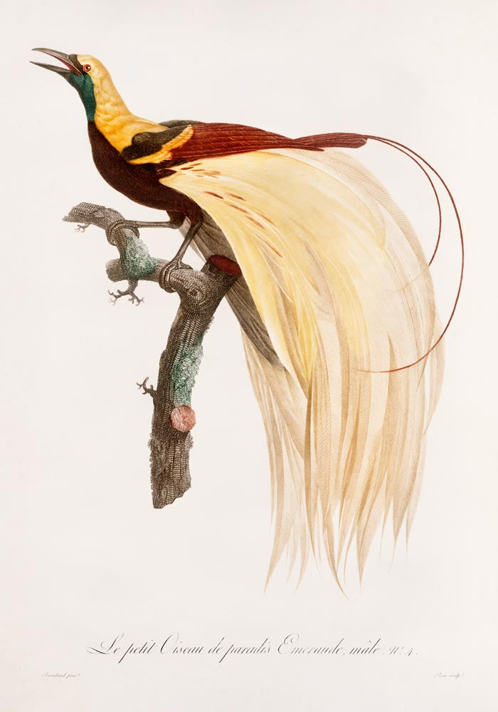 Little Bird of Paradise Animal Print Poster – Patroa Studio — Ansicht 3