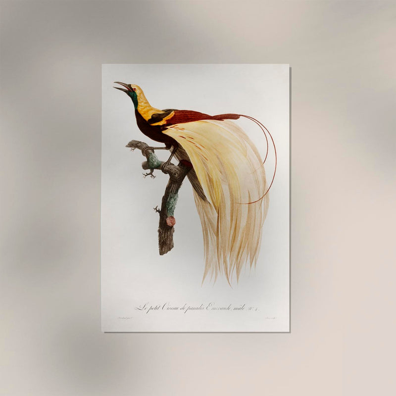 Little Bird of Paradise Animal Print Poster – Patroa Studio — Ansicht 2