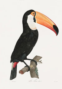 Toucan Fine Art Print UV-resistant Animal Motif Wall Art — Ansicht 3