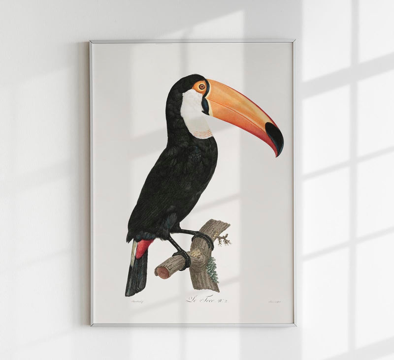 Toucan Fine Art Print UV-resistant Animal Motif Wall Art — Patroa Studio