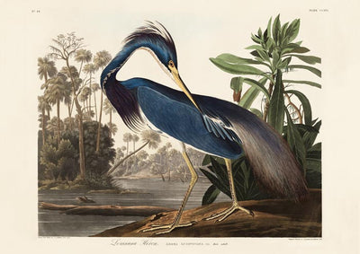 Louisiana Heron Bird Poster by Patroa Studio - Art Print