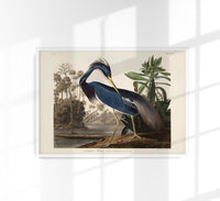Louisiana Heron Bird Poster by Patroa Studio - Art Print — Ansicht 1