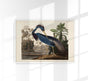 Louisiana Heron Bird Poster by Patroa Studio - Art Print