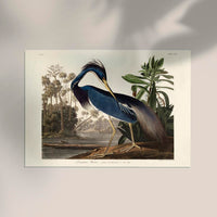 Louisiana Heron Bird Poster by Patroa Studio - Art Print — Ansicht 3