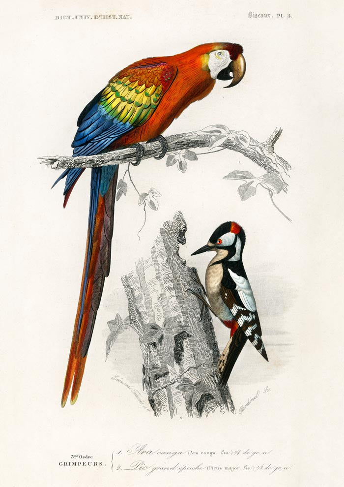 Macaw and Woodpecker Bird Poster – Vintage Illustration Print — Ansicht 3