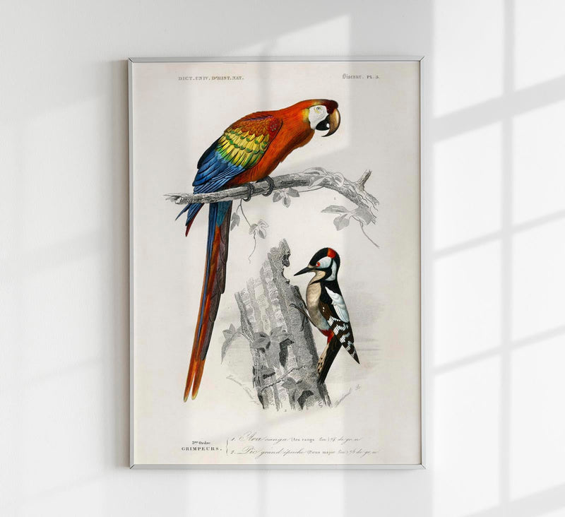 Macaw and Woodpecker Bird Poster – Vintage Illustration Print — Patroa Studio
