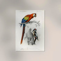 Macaw and Woodpecker Bird Poster – Vintage Illustration Print — Ansicht 2