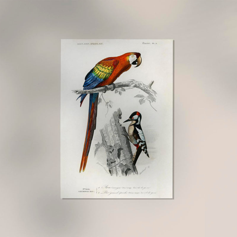 Macaw and Woodpecker Bird Poster – Vintage Illustration Print — Ansicht 2