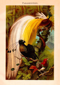 Paradise Birds Poster – Chromolithographie mit Paradiesvögeln — Ansicht 3