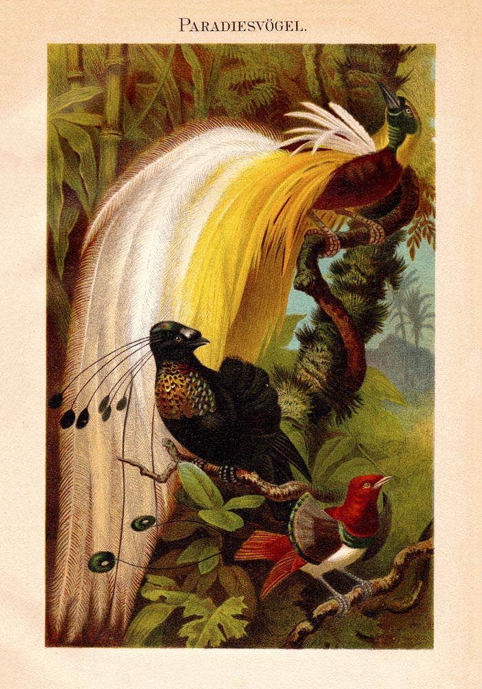Paradise Birds Poster – Chromolithographie mit Paradiesvögeln — Ansicht 3