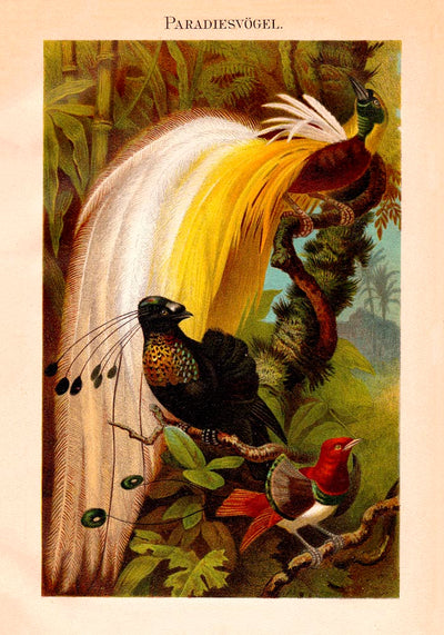 Paradise Birds Poster – Chromolithographie mit Paradiesvögeln