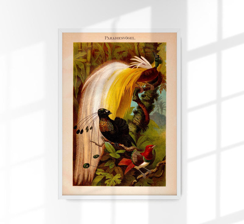 Paradise Birds Poster – Chromolithographie mit Paradiesvögeln — Patroa Studio