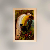 Paradise Birds Poster – Chromolithographie mit Paradiesvögeln — Ansicht 2