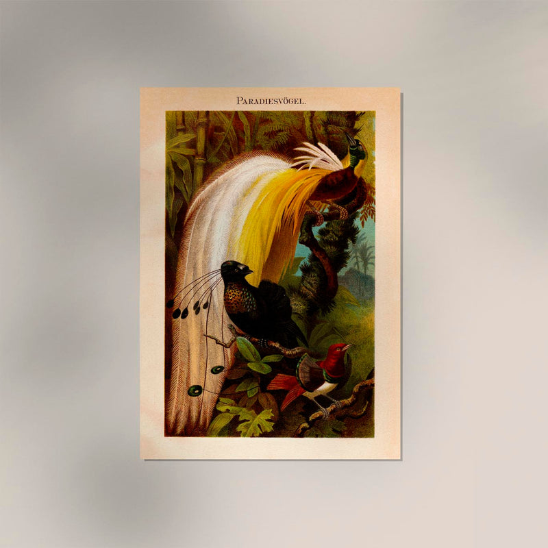 Paradise Birds Poster – Chromolithographie mit Paradiesvögeln — Ansicht 2