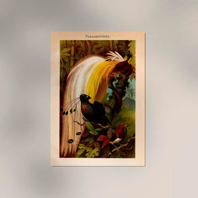 Paradise Birds Poster – Chromolithographie mit Paradiesvögeln