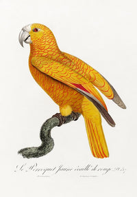 Yellow Parakeet Poster – UV-beständiger Kunstdruck — Ansicht 3