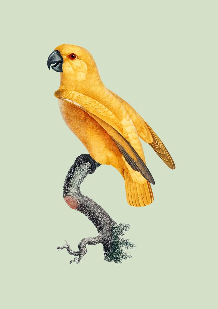 Yellow Parrot Green Poster – Tropisches Design UV-beständig Fine Art Print — Ansicht 3