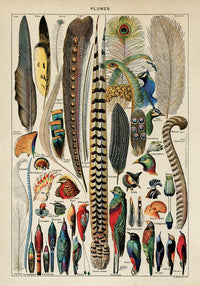 Bird Plumes Vintage Chart – Kunstdruck Papier — Ansicht 3