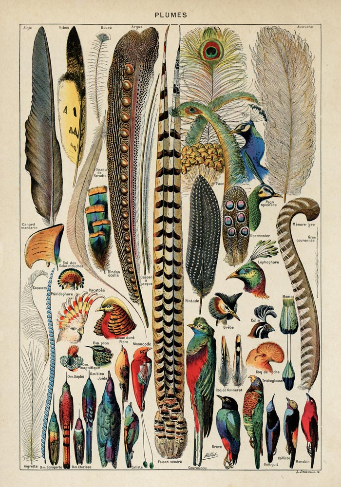 Bird Plumes Vintage Chart – Kunstdruck Papier — Ansicht 3