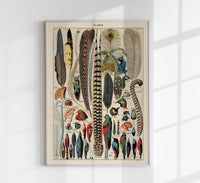 Bird Plumes Vintage Chart – Kunstdruck Papier — Ansicht 1