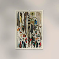 Bird Plumes Vintage Chart – Kunstdruck Papier — Ansicht 2