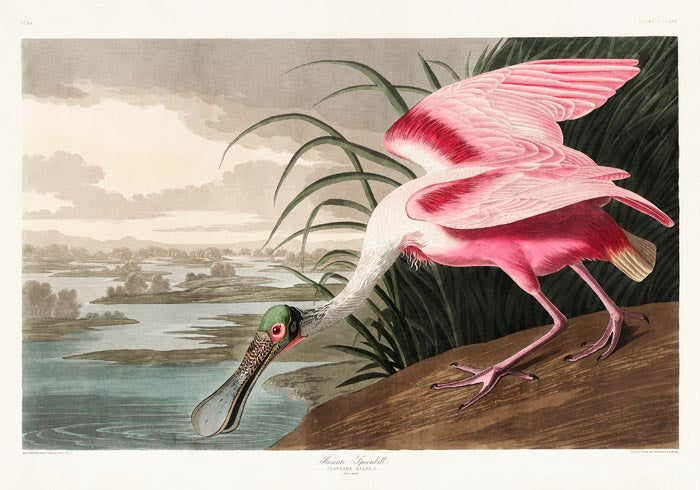 Roseate Spoonbill Vintage Poster – Handgedruckt Berlin — Ansicht 3