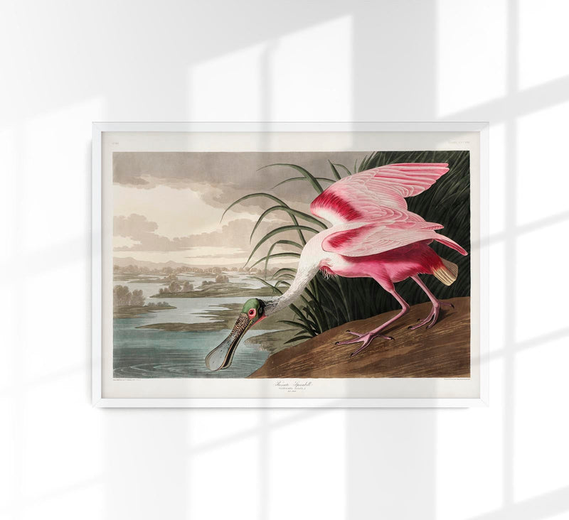 Roseate Spoonbill Vintage Poster – Handgedruckt Berlin — Patroa Studio
