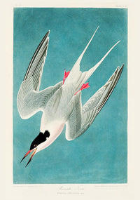 Roseate Tern Vintage Poster – Kunstdruck Berlin — Ansicht 3