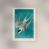 Roseate Tern Vintage Poster – Kunstdruck Berlin — Ansicht 2