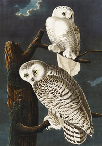 Snowy Owls Vintage Poster – Kunstdruck Eule Winter — Ansicht 3