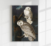 Snowy Owls Vintage Poster – Kunstdruck Eule Winter — Ansicht 1