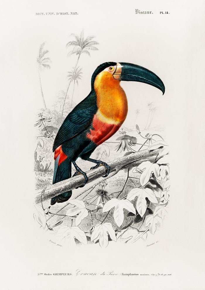 Toucan du Para Tropical Bird Poster – UV-resistente Kunstdrucke — Ansicht 3