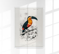 Toucan du Para Tropical Bird Poster – UV-resistente Kunstdrucke — Ansicht 1