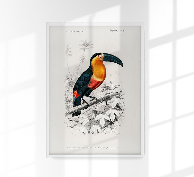 Toucan du Para Tropical Bird Poster – UV-resistente Kunstdrucke — Patroa Studio