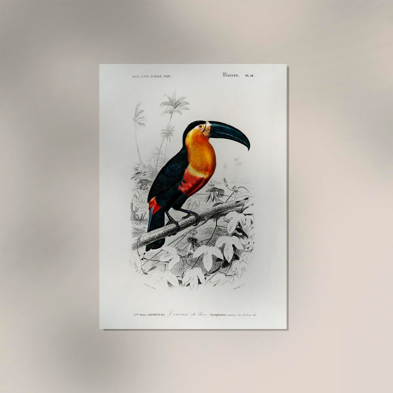 Toucan du Para Tropical Bird Poster – UV-resistente Kunstdrucke — Ansicht 2