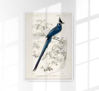 Pica Colliei Vintage Bird Poster – Kunstdruck aus Berlin — Ansicht 1