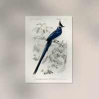 Pica Colliei Vintage Bird Poster – Kunstdruck aus Berlin — Ansicht 2