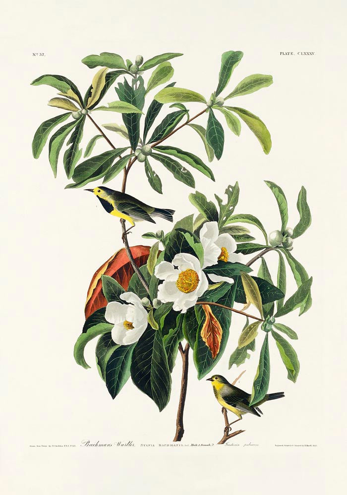 Bachman's Warbler from Birds of America Poster – Kunstdruck Berlin — Ansicht 3
