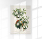 Bachman's Warbler from Birds of America Poster – Kunstdruck Berlin