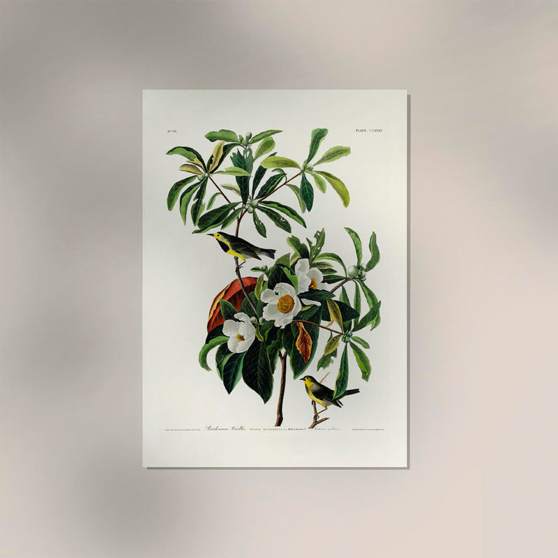 Bachman's Warbler from Birds of America Poster – Kunstdruck Berlin — Ansicht 2